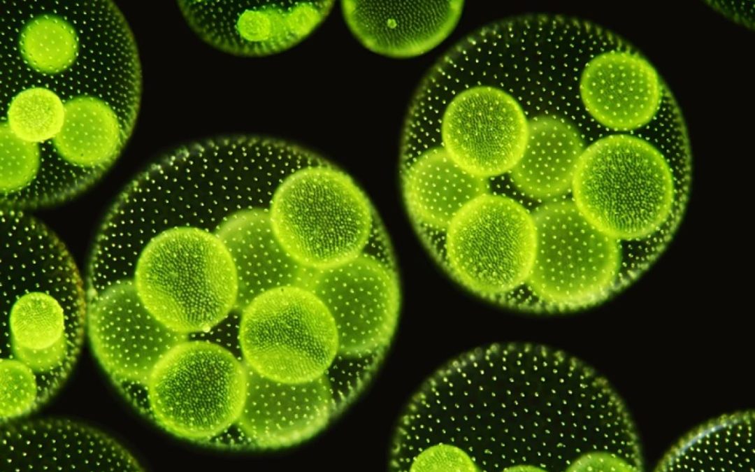 Redealagae presentación web